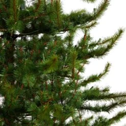 9 Ft. Vancouver Mountain Pine Artificial Christmas Tree With 750 Clear Lights And 2583 Bendable Branches -Christmas Gift Shop nearly natural pre lit christmas trees t3352 44 1000
