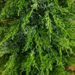 3 Ft. Pre-Lit Artificial Lightly Snowed Cypress Christmas Tree With 38-Warm White LED Lights In Decorative Weaved Basket 17 3 Ft. Pre-Lit Artificial Lightly Snowed Cypress Christmas Tree With 38-Warm White LED Lights In Decorative Weaved Basket -Christmas Gift Shop nearly natural pre lit christmas trees t5423 1f 1000