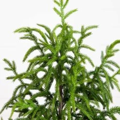 4 Ft. Artificial Norfolk Pine Christmas Tree 18 4 Ft. Artificial Norfolk Pine Christmas Tree -Christmas Gift Shop nearly natural unlit christmas trees t4708 1f 1000