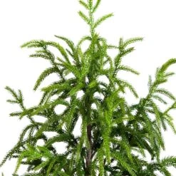 4 Ft. Artificial Norfolk Pine Christmas Tree 17 4 Ft. Artificial Norfolk Pine Christmas Tree -Christmas Gift Shop nearly natural unlit christmas trees t4708 4f 1000