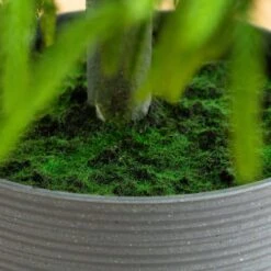 6 Ft. Artificial Real Touch Norfolk Island Pine Christmas Tree With Natural Look 12 6 Ft. Artificial Real Touch Norfolk Island Pine Christmas Tree With Natural Look -Christmas Gift Shop nearly natural unlit christmas trees t5369 1f 1000