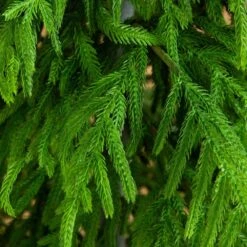 6 Ft. Artificial Real Touch Norfolk Island Pine Christmas Tree With Natural Look 11 6 Ft. Artificial Real Touch Norfolk Island Pine Christmas Tree With Natural Look -Christmas Gift Shop nearly natural unlit christmas trees t5369 4f 1000