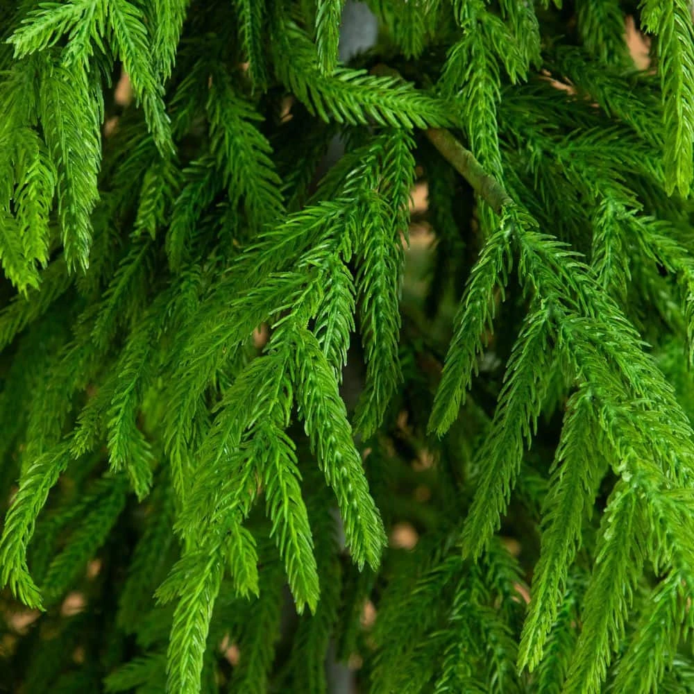 6 Ft. Artificial Real Touch Norfolk Island Pine Christmas Tree With Natural Look 5 6 Ft. Artificial Real Touch Norfolk Island Pine Christmas Tree With Natural Look - Image 3