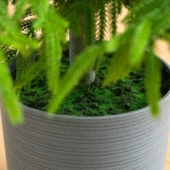 7 Ft. Artificial Real Touch Norfolk Island Pine Christmas Tree With Natural Look -Christmas Gift Shop nearly natural unlit christmas trees t5371 1f 1000