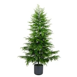 7 Ft. Artificial Real Touch Norfolk Island Pine Christmas Tree With Natural Look