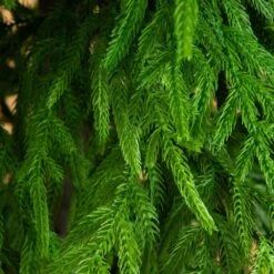8 Ft. Artificial Real Touch Norfolk Island Pine Christmas Tree With Natural Look -Christmas Gift Shop nearly natural unlit christmas trees t5372 4f 1000