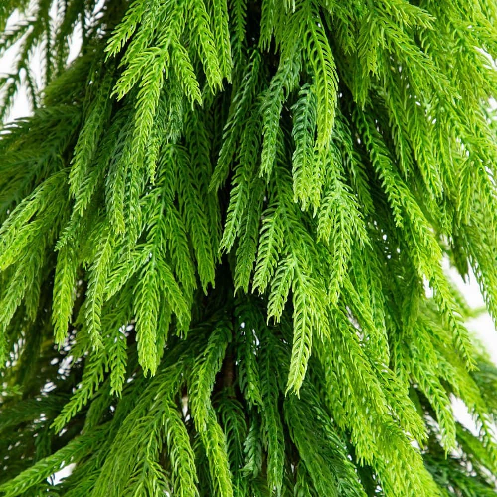 5 Ft. Artificial Real Touch Down Swept Norfolk Pine Tree With Natural Look 4 5 Ft. Artificial Real Touch Down Swept Norfolk Pine Tree With Natural Look - Image 2
